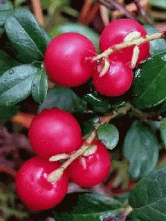 cranberry fruit GIF