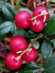 Red Cherries GIF - Red Cherries GIFs