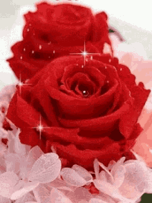 Roses Flower GIF