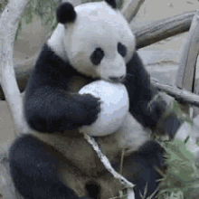 Cute Panda GIF - Cute Panda Play Time GIFs