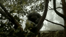 Ears GIF - Animals Koala Ears GIFs
