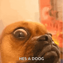a close up of a dog 's face with a caption that says `` he 's a doog '' .