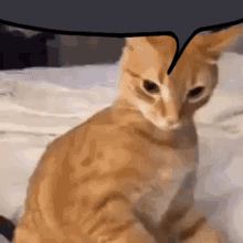 Ratchet Cat Reply Ratchet GIF - Ratchet Cat Reply Ratchet Cat GIFs