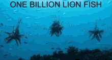 One Billion Lion Fish GIF