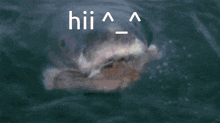 Silly Hi GIF - Silly Hi Shark GIFs