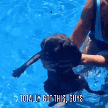 Dog Got This GIF - Dog Got This Swim GIFs