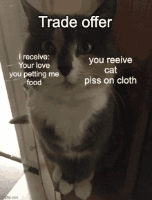 Cat Trade Offer GIF - Cat Trade Offer Meme GIFs