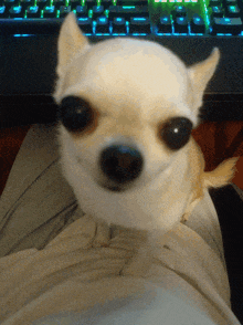 Chihuahua Cute GIF - Chihuahua Cute Ear GIFs