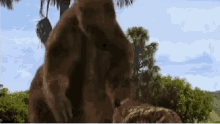 Giant Ground Sloth Sabertooth GIF - Giant Ground Sloth Sabertooth Fighting GIFs