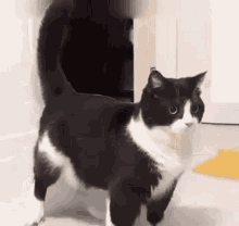 Cat Party GIF