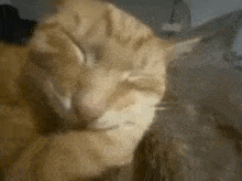 Cat Sleep GIF - Cat Sleep Cat Sleep GIFs
