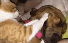 Dogs Cats GIF - Dogs Cats Dog GIFs