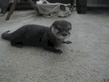 Baby Otter Says GIF - Baby Otter Walrus Otter Vs Walrus GIFs