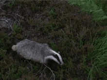 Coming Upon Your Bs GIF - Animals Reaction Nope GIFs