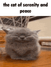 a cat with its eyes closed and the words the cat of serenity and peace on the bottom