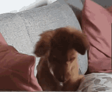 Kiwi Puppy GIF