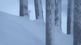 a snowy forest with trees covered in snow and ice