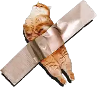 a cat is wrapped in duct tape and laying on its back