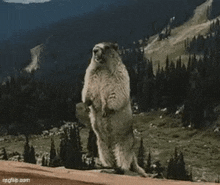 a groundhog is standing on its hind legs in front of a mountain with the words `` mooncake '' written on it .