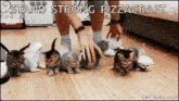 a group of kittens are playing with a person 's feet and the words stand strong pizzacraft