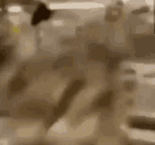 a close up of a cat 's face in a blurry picture .