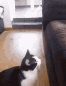 Cat Fail GIF - Cat Fail Jumped GIFs