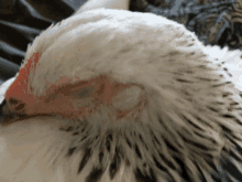 Sleeping Chicken GIF - Sleeping Chicken GIFs