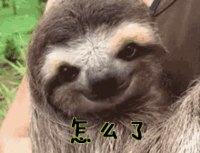 怎么了 GIF - Smiling Sloth GIFs
