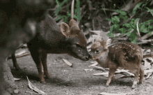 Eep GIF - Deer Tiny Lick GIFs