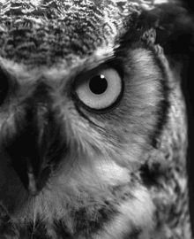 Birdy Owl GIF