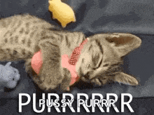 Cat Purr GIF - Cat Purr Snuggle GIFs