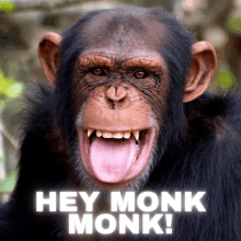 Monkey Hey GIF - Monkey Hey Hello GIFs
