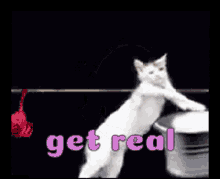Get Real Cat GIF - Get Real Cat Clothes GIFs