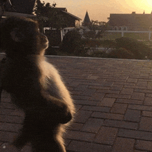 a monkey is standing on its hind legs on a brick sidewalk