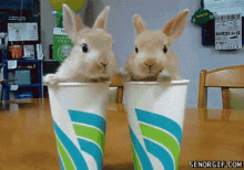 Bunnny Rabbit GIF - Bunnny Rabbit Cute GIFs