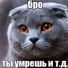 a scottish fold cat with orange eyes is looking at the camera with a caption in a foreign language .