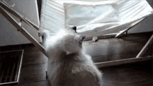 Hammock Cat GIF - Hammock Cat Cute GIFs