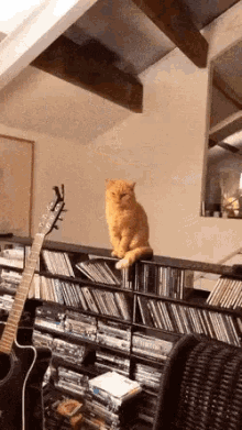 Cat Angry GIF - Cat Angry Grumpy GIFs