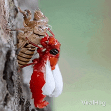 Molting Cicada GIF - Molting Cicada Viralhog GIFs