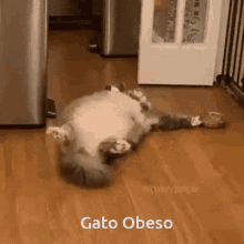 Gato Obeso Gato GIF - Gato Obeso Gato Obeso GIFs