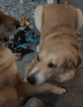 two dogs are playing with a blue toy on the floor