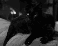 Catblack Blackcat GIF
