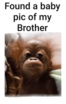a picture of a baby monkey with the words found a baby pic of my brother above it