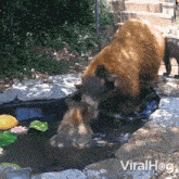 Going Into The Water Black Bears GIF - Going Into The Water Black Bears Viralhog GIFs