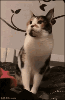 Chat Funny Cat GIF - Chat Funny Cat Angry Cat GIFs