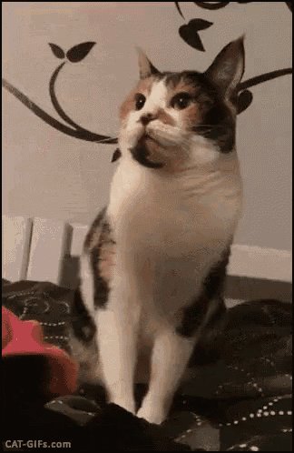 Chat Funny Cat GIF - Chat Funny Cat Angry Cat - Discover & Share GIFs