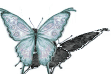 Butterflies GIF