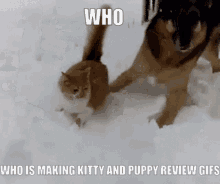 Kitty Review Puppy Review GIF