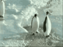 back slap backhand funny animals penguin slap
