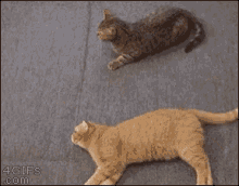 Cats Lazy GIF - Cats Lazy Lawl GIFs